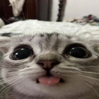 CATPON